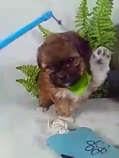 Shihpoo dogs for sale: King - Video 1