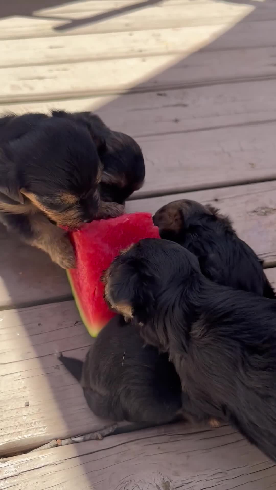 Yorkiepoo dogs for sale: Bo - Video 4