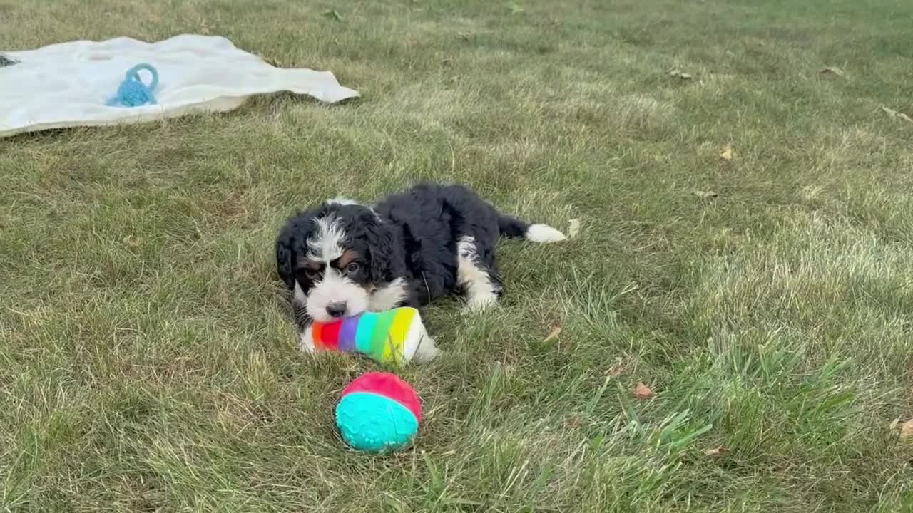 Mini Bernedoodle dogs for sale: Bennie - Video 1