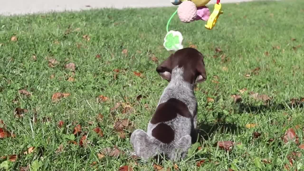 German Shorthaired Pointer dogs for sale: Angela - Video 1
