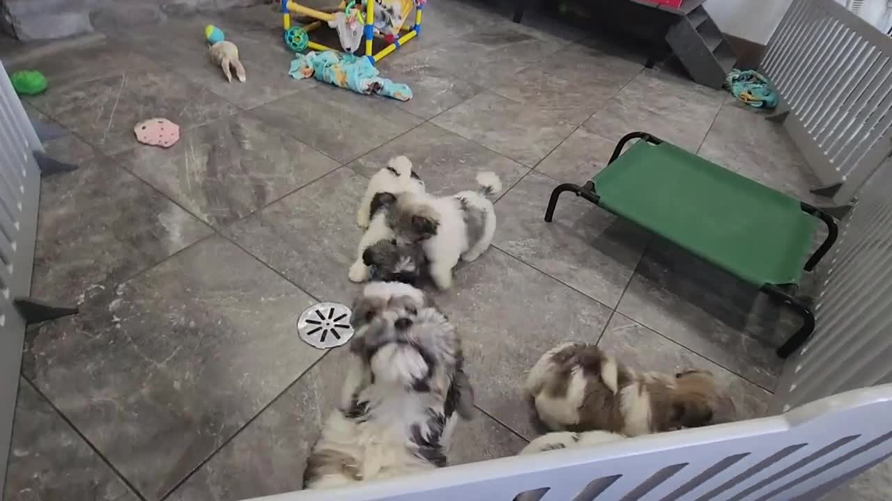 Havanese dogs for sale: EDISON - Video 5