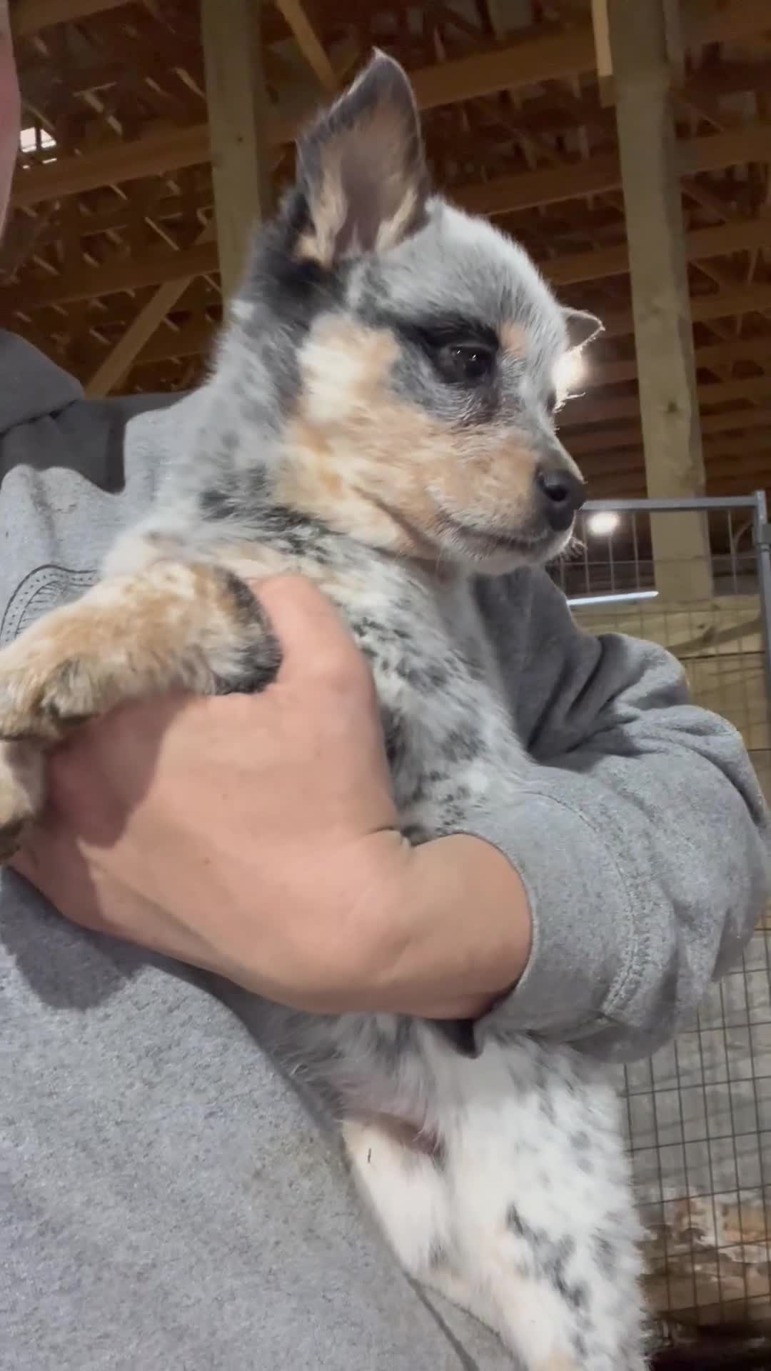 Australian Cattle Dog dogs for sale: Rip - Video 5
