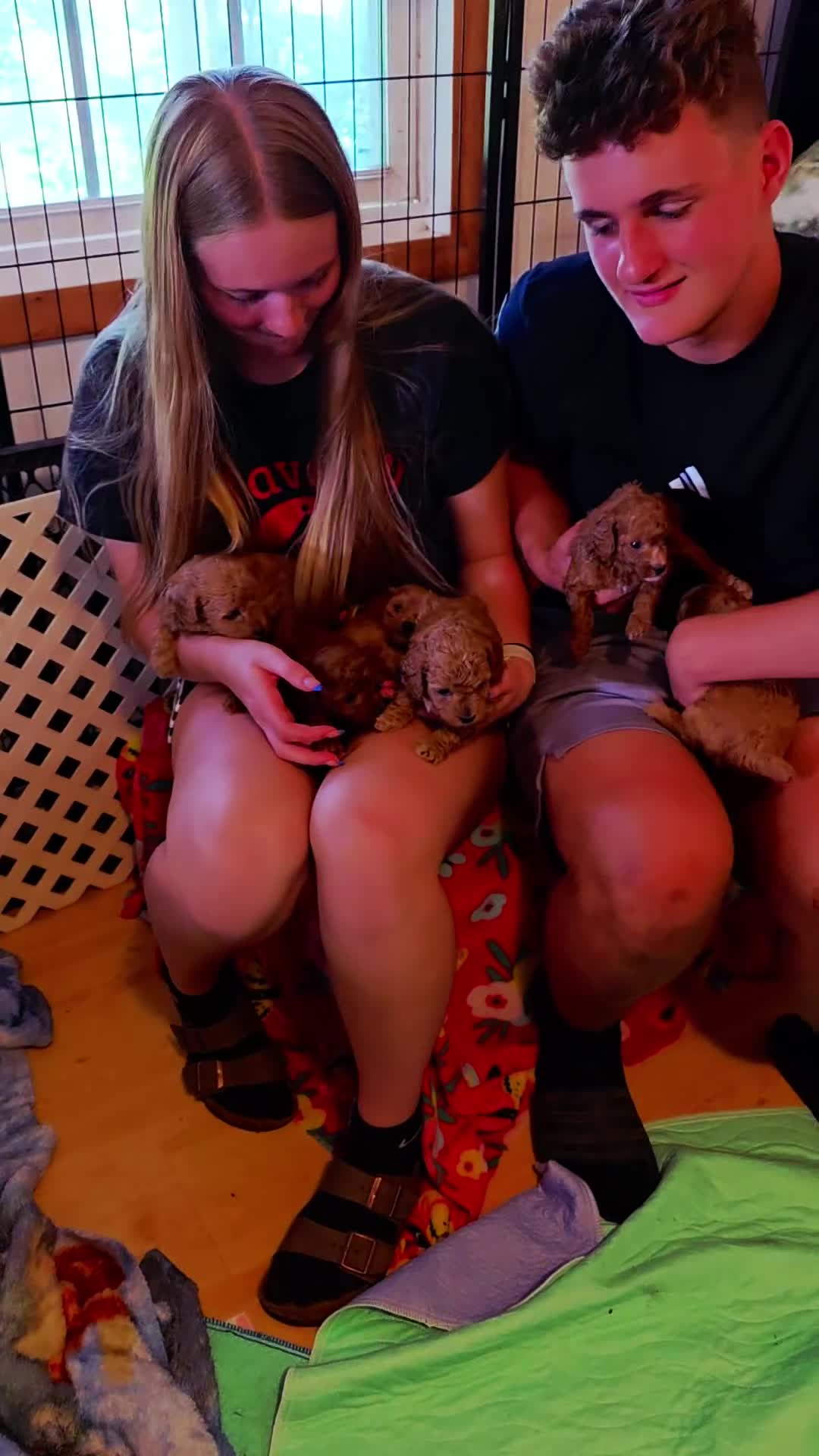 Toy Poodle dogs for sale: Toy Poodle 2 - Video 1