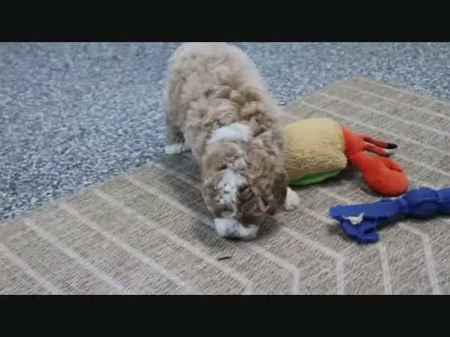 Mini Goldendoodle dogs for sale: Koby - Video 5