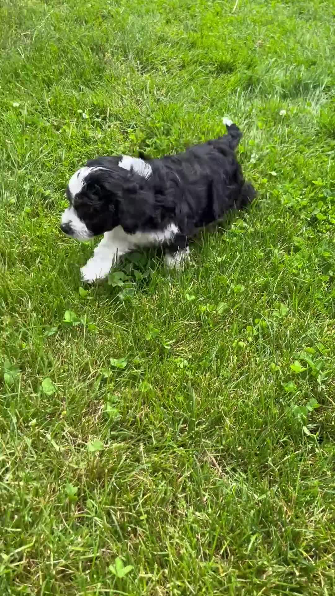 Aussiedoodle dogs for sale: Rover - Video 1
