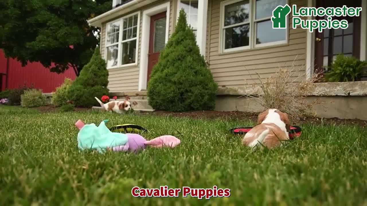 Cavalier King Charles Spaniel dogs for sale: Snuggles   - Video 1