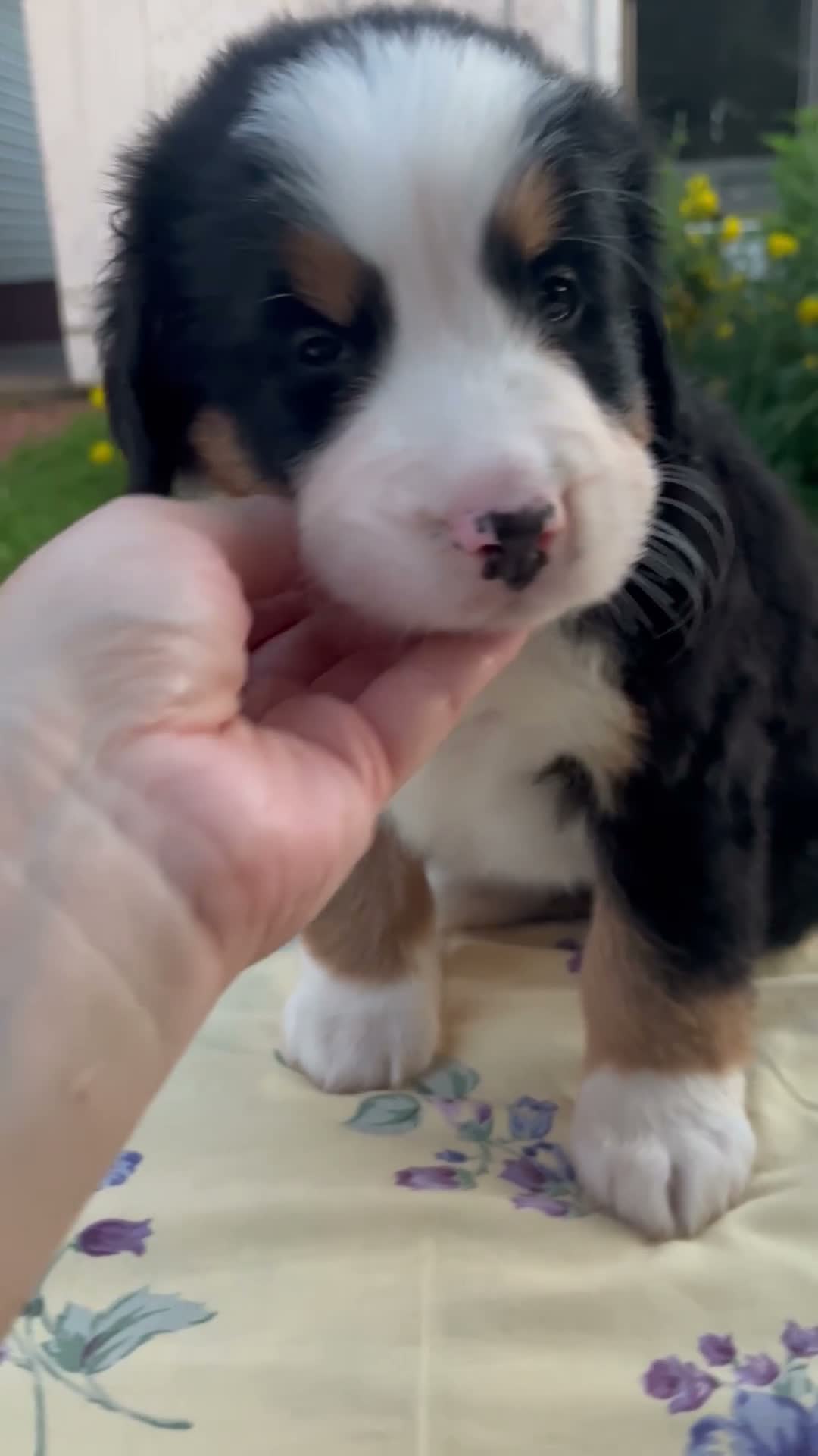 Bernese Mountain Dog dogs for sale: Sara Beth - Video 1