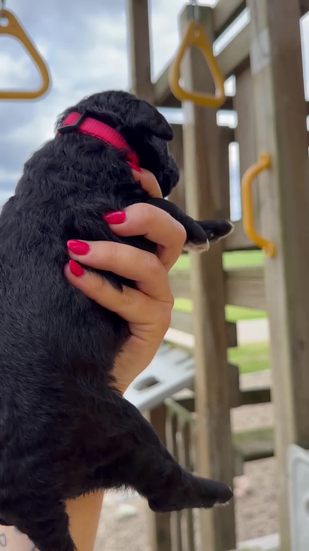 Goldendoodle dogs for sale: Maisie - F1b - Video 1