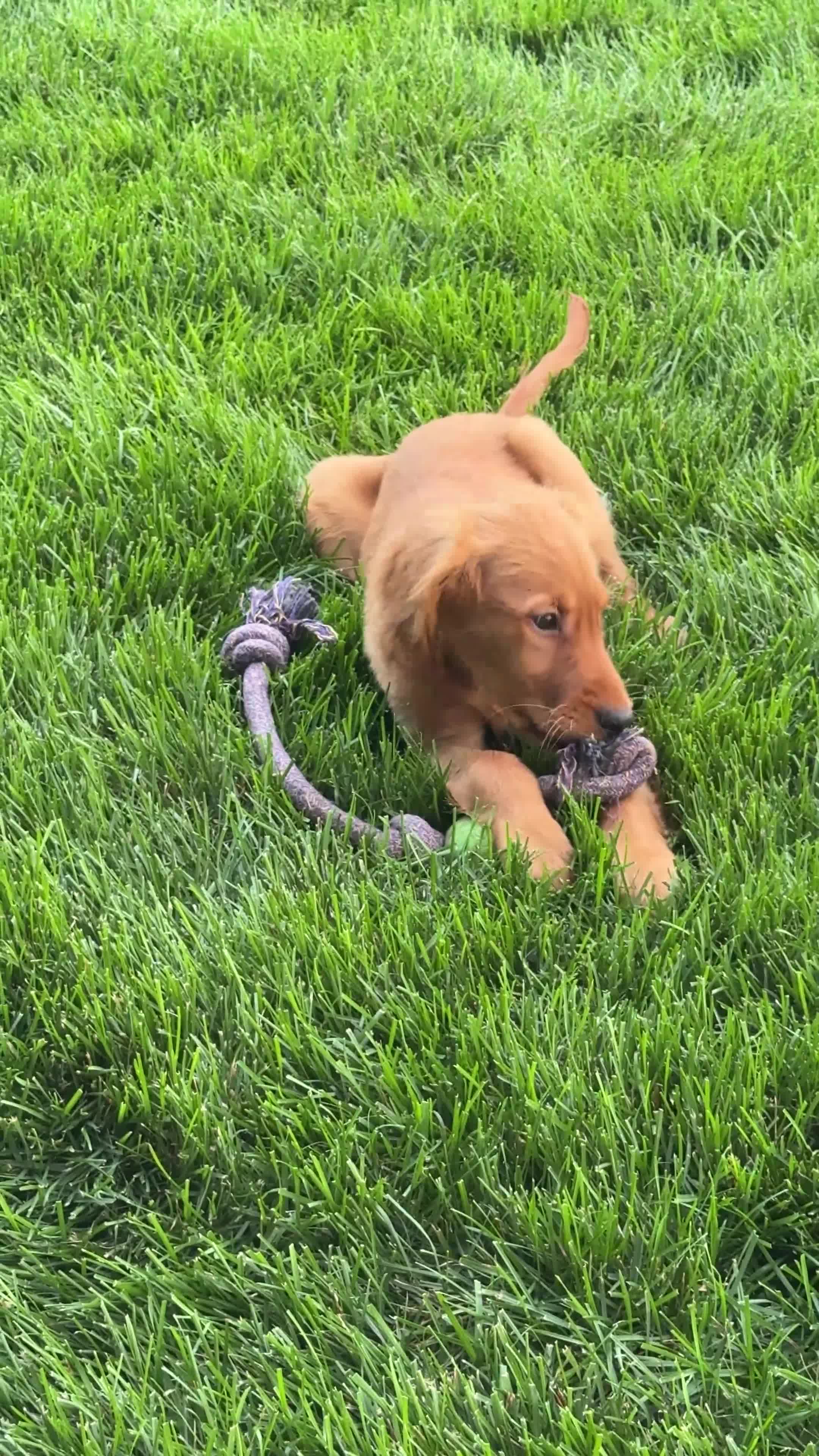 Golden Retriever dogs for sale: Golden Retriever 11 - Video 1