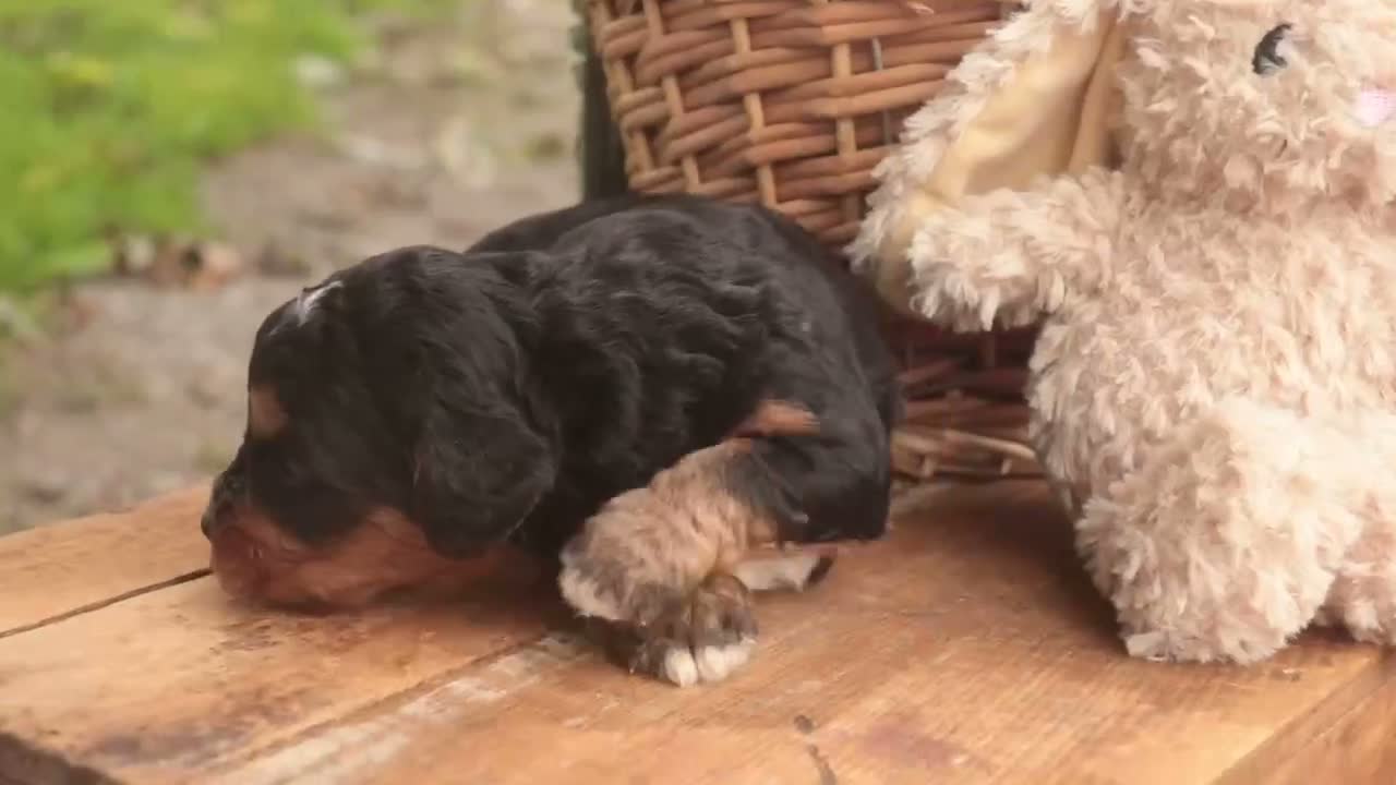 Mini Bernedoodle dogs for sale: Cornell F1 Mini Bernedoodle  - Video 7