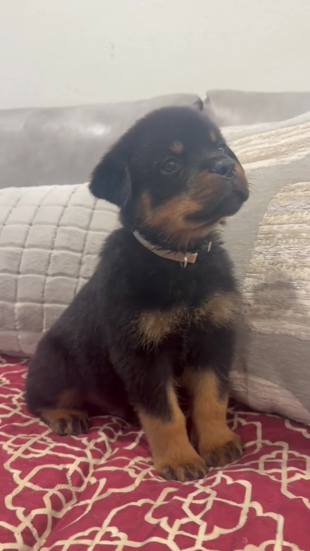 Rottweiler dogs for sale: White color, boy - Video 1