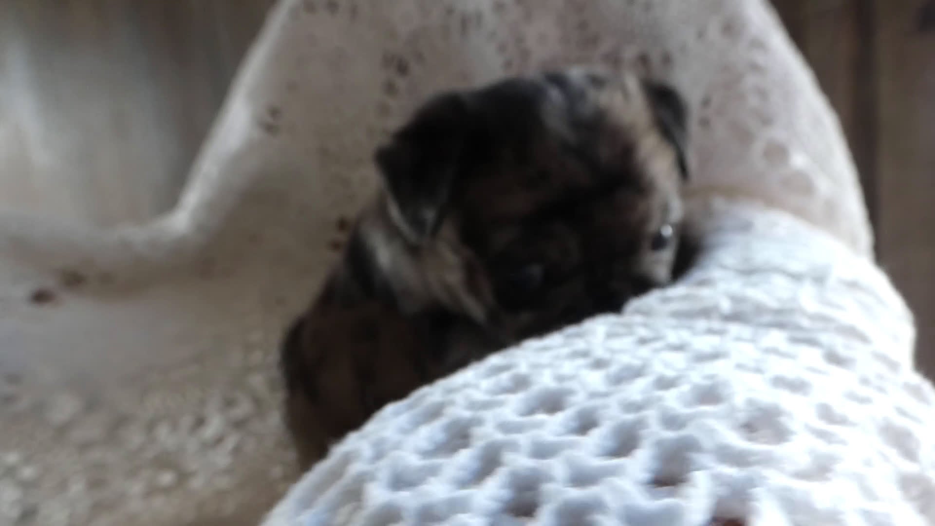 Pug dogs for sale: Pug Puppy 4 Marty - Video 1