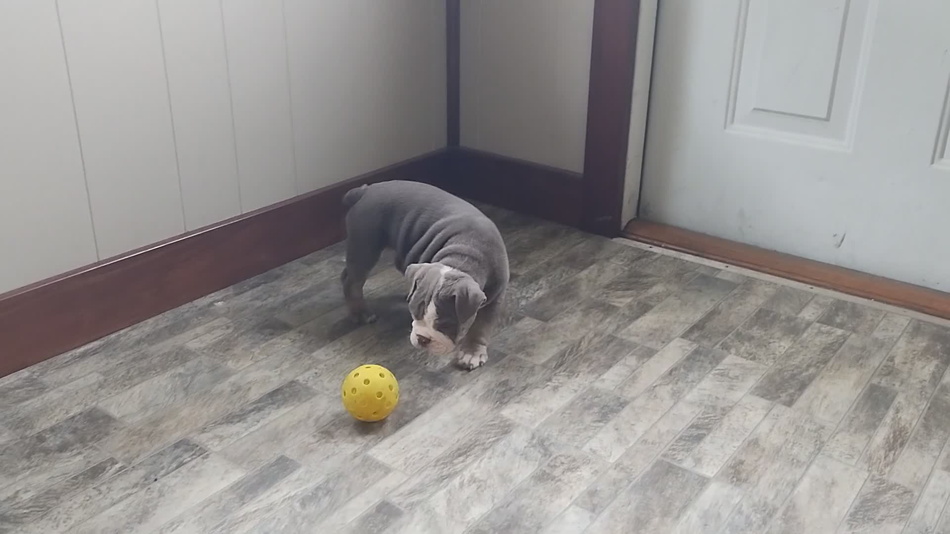 English Bulldog dogs for sale: Lily - Video 2