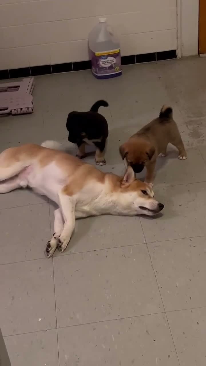 Shiba Inu dogs for stud: Shiba Inu  - Video 1