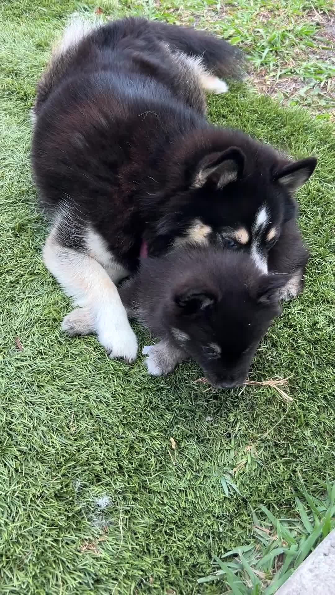 Pomsky dogs for sale: Oreo Micro/Teacup Pomsky - Video 1