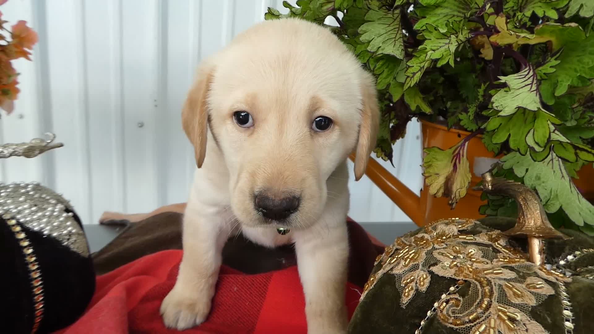 Labrador Retriever dogs for sale: Labrador Retriever 5 Sunshine - Video 1