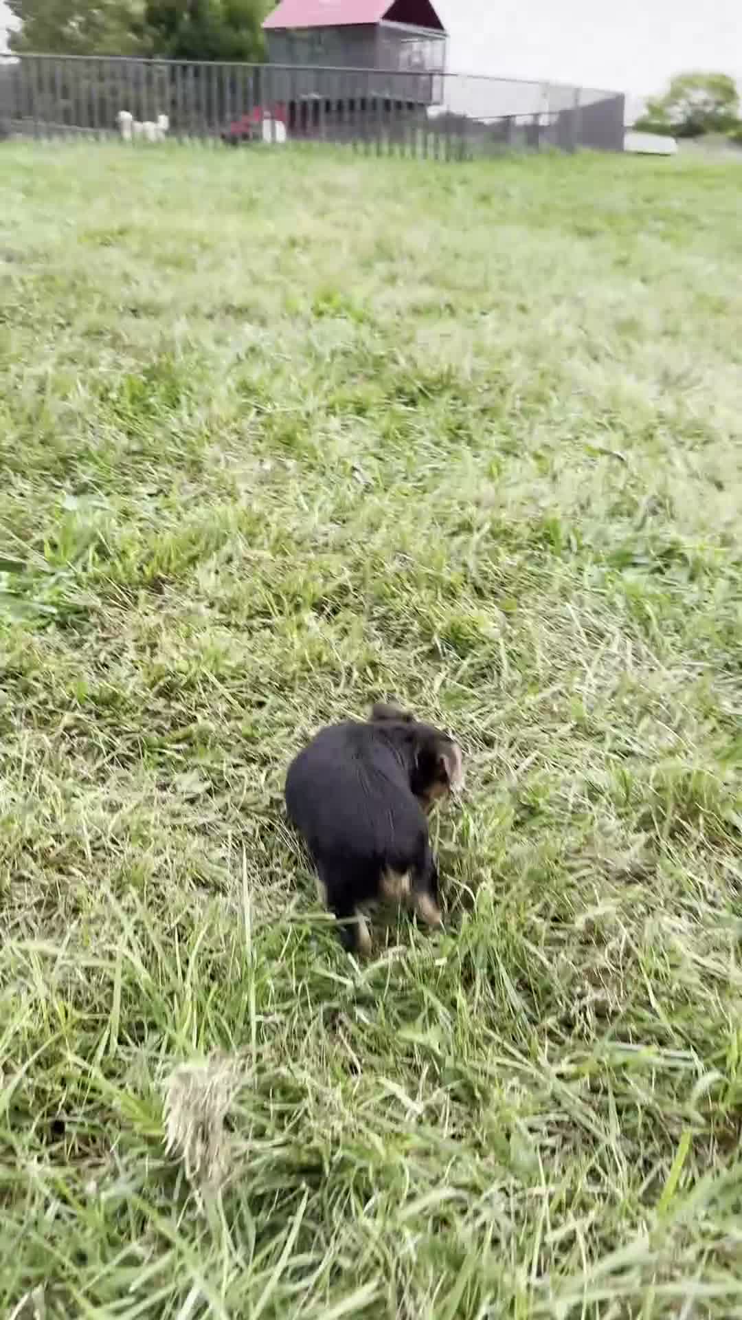 Yorkshire Terrier dogs for sale: Squiggles - Video 1