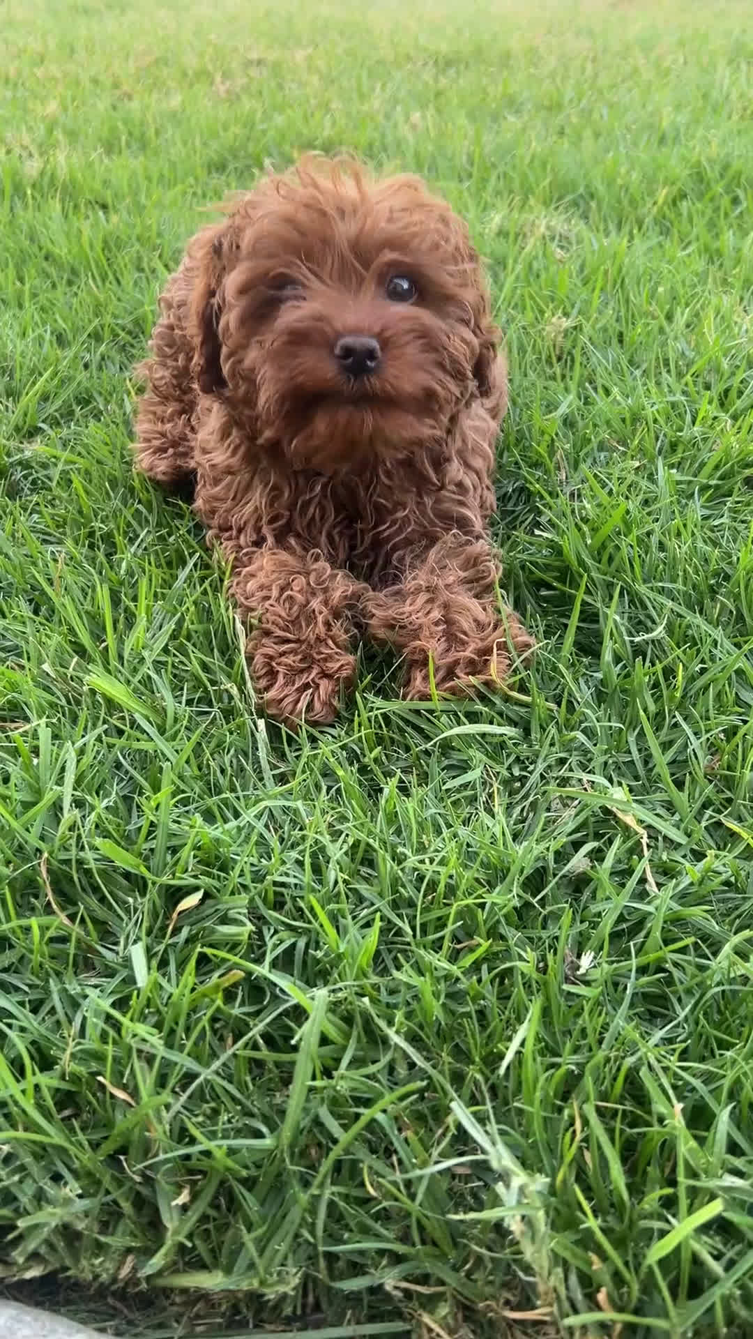 Mini Goldendoodle dogs for sale: Mini Goldendoodle Puppy 1 - Video 1