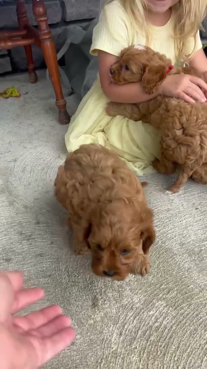 Cavapoo dogs for sale: Rocky - Video 1