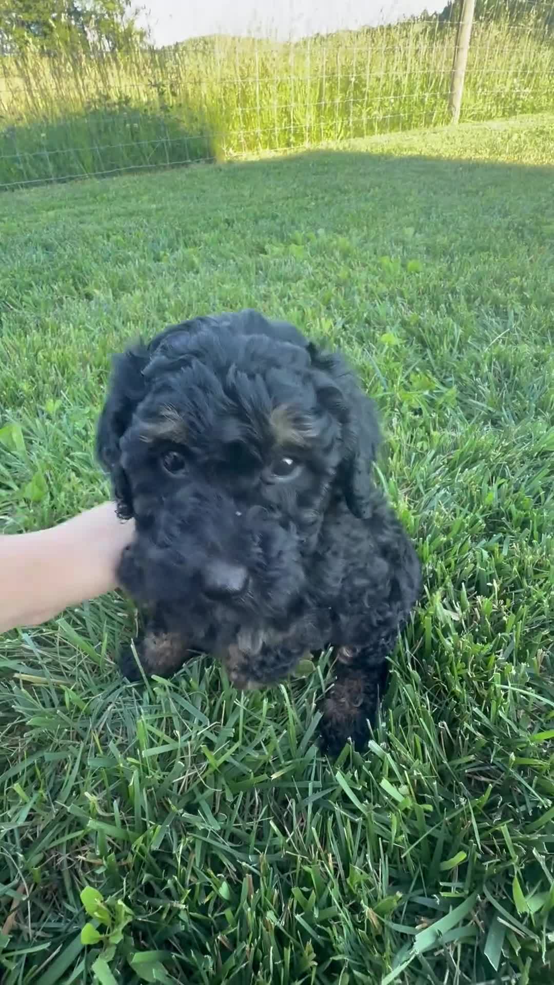 Mini Bernedoodle dogs for sale: Faith - Video 1