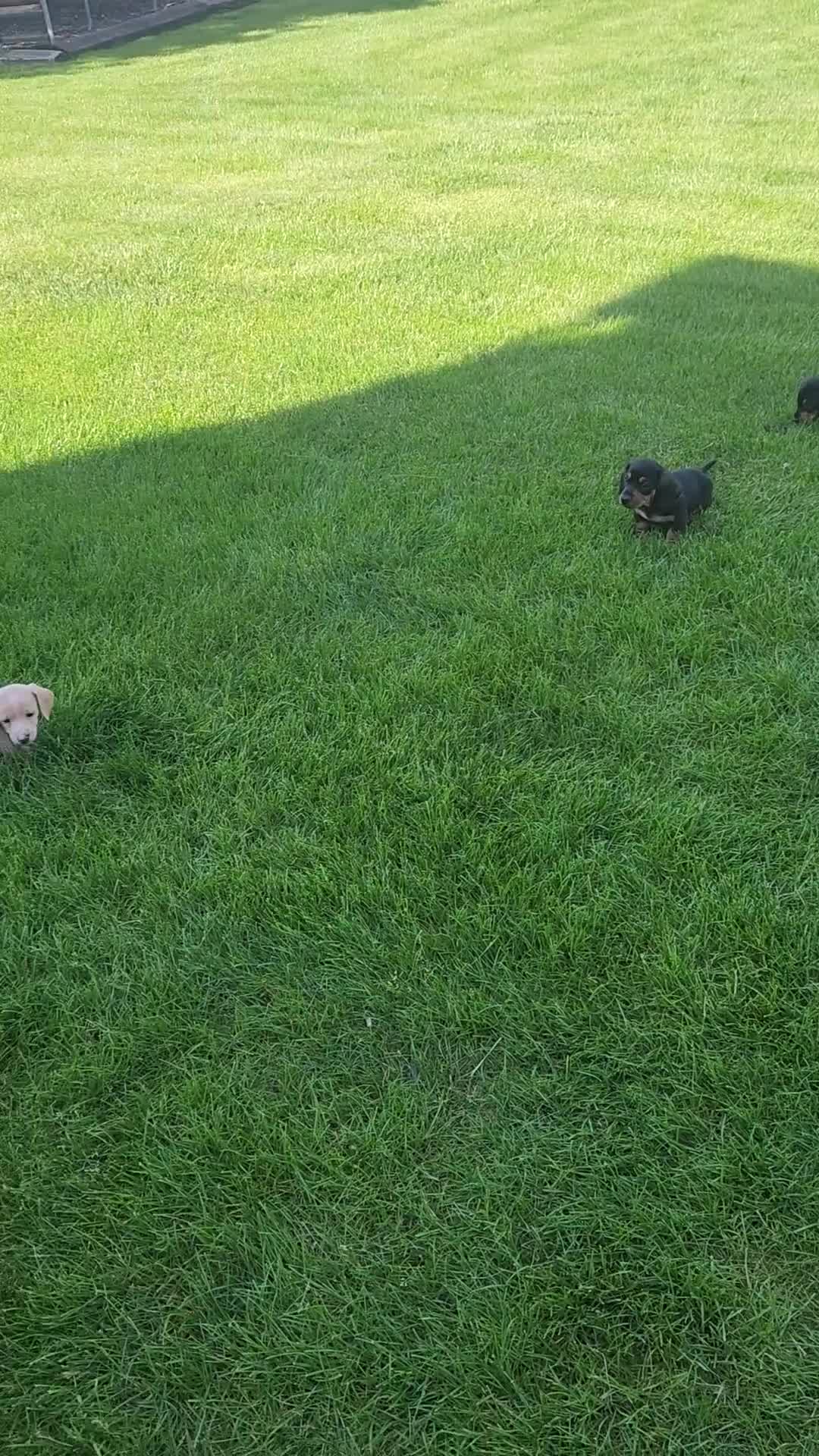Miniature Dachshund dogs for sale: Molly - Video 1