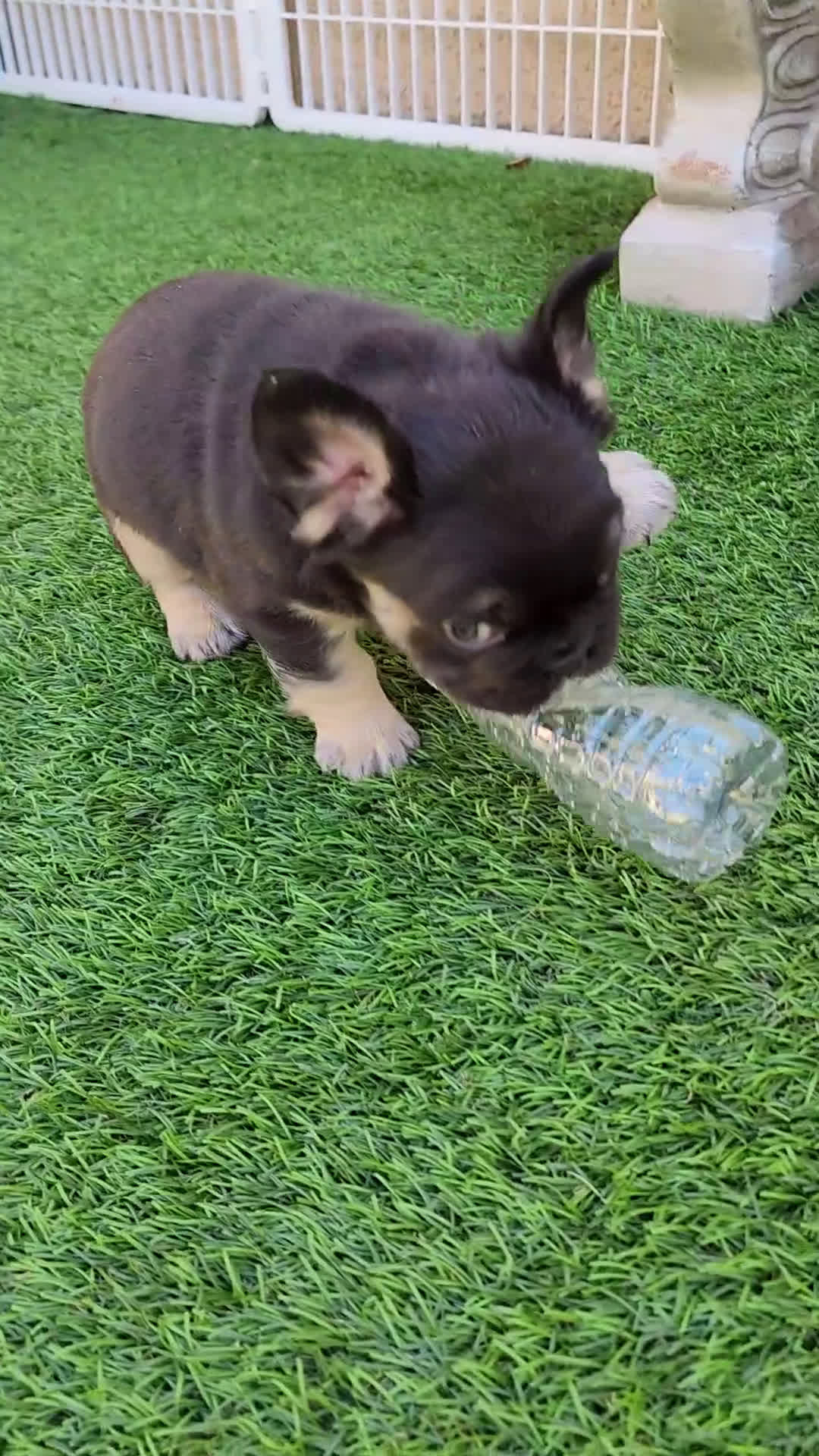 French Bulldog dogs for sale: Teddy Bear - Video 1