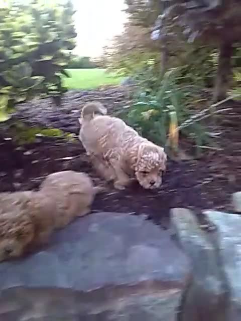 Toy Poodle dogs for sale: Calette - Video 1