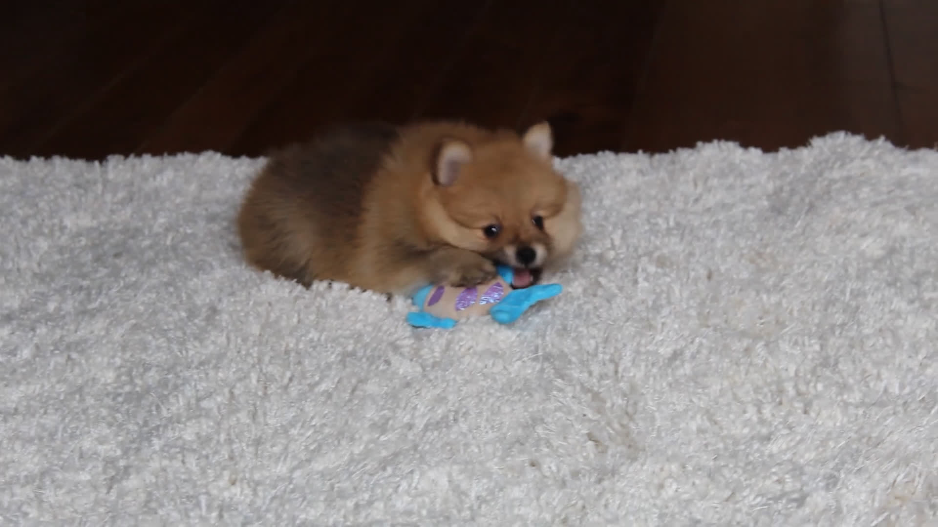 Pomeranian dogs for sale: Kody - Video 1