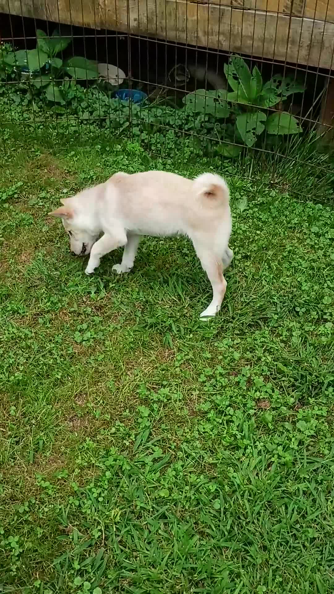 Shiba Inu dogs for sale: Reduced  - Video 2
