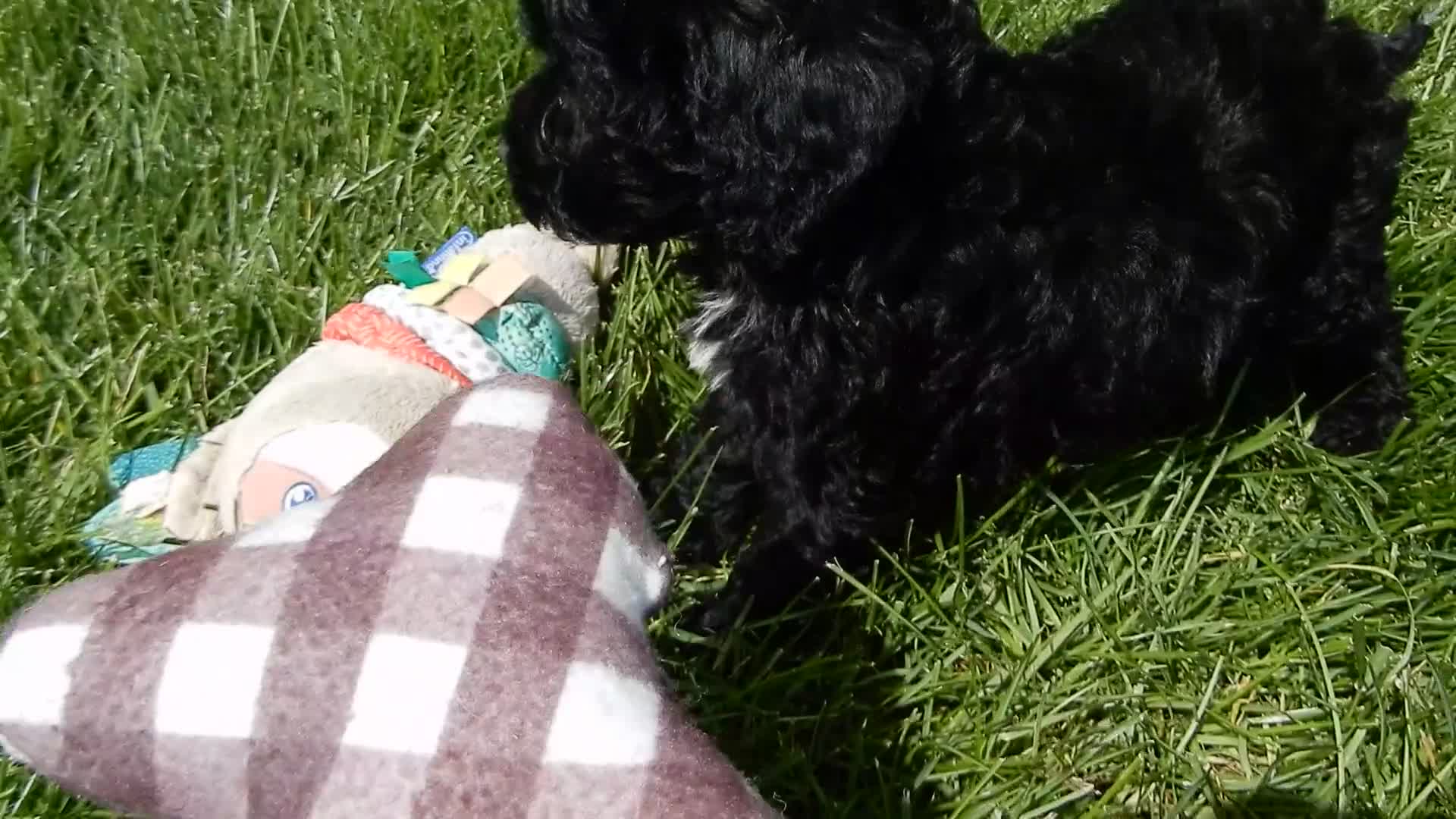 Sheepadoodle dogs for sale: Ellie-MEDIUM - Video 1