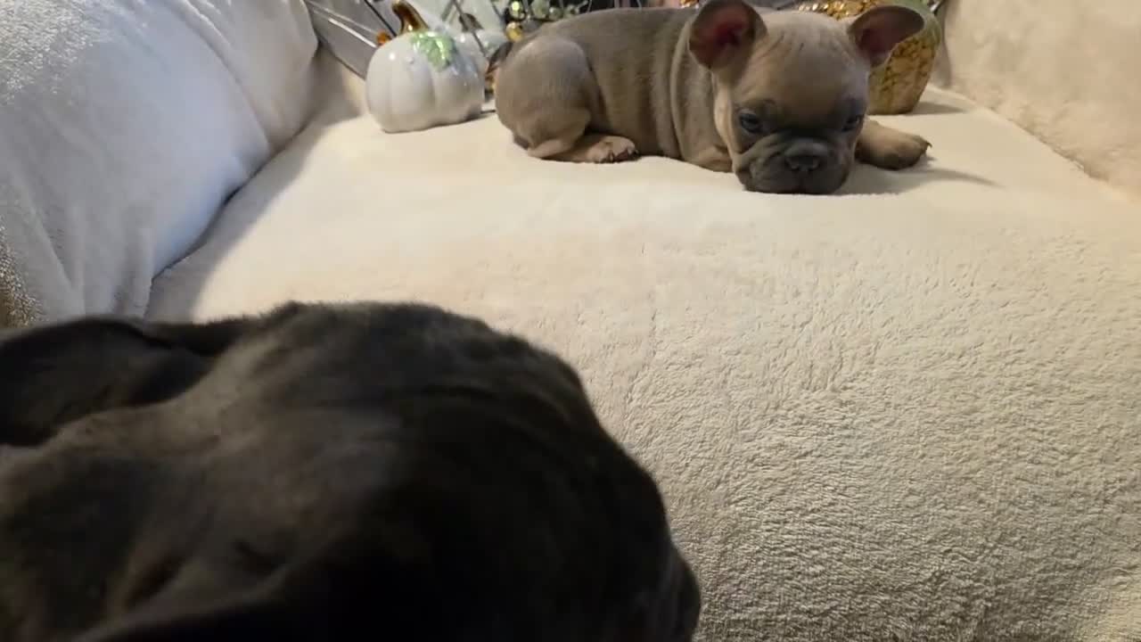 French Bulldog dogs for sale: Walter  - Video 3