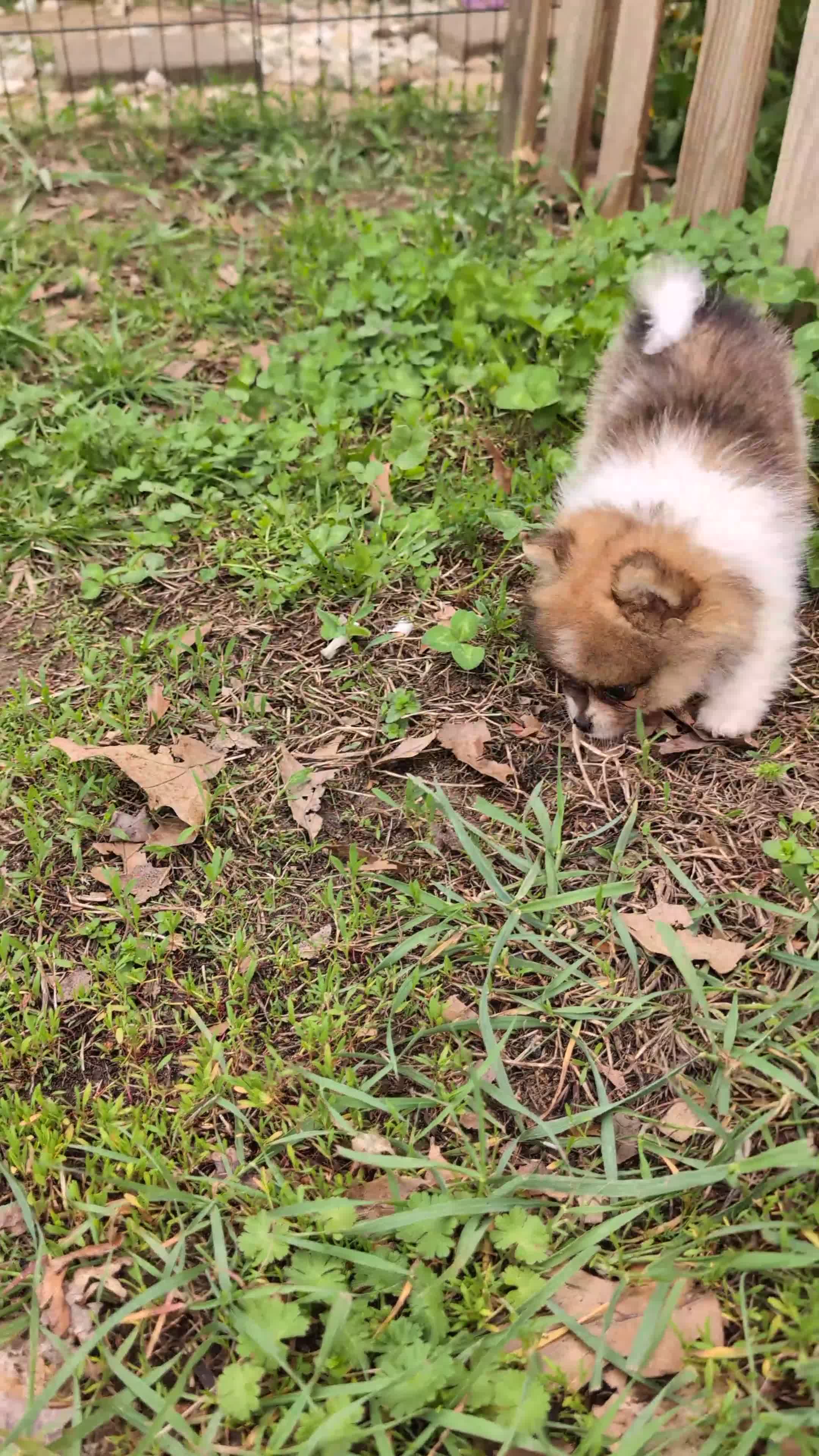 Pomeranian dogs for sale: Denver - Video 1