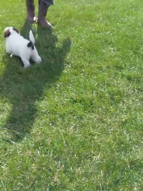 Portuguese Water Dog dogs for sale: Flicka - Video 1