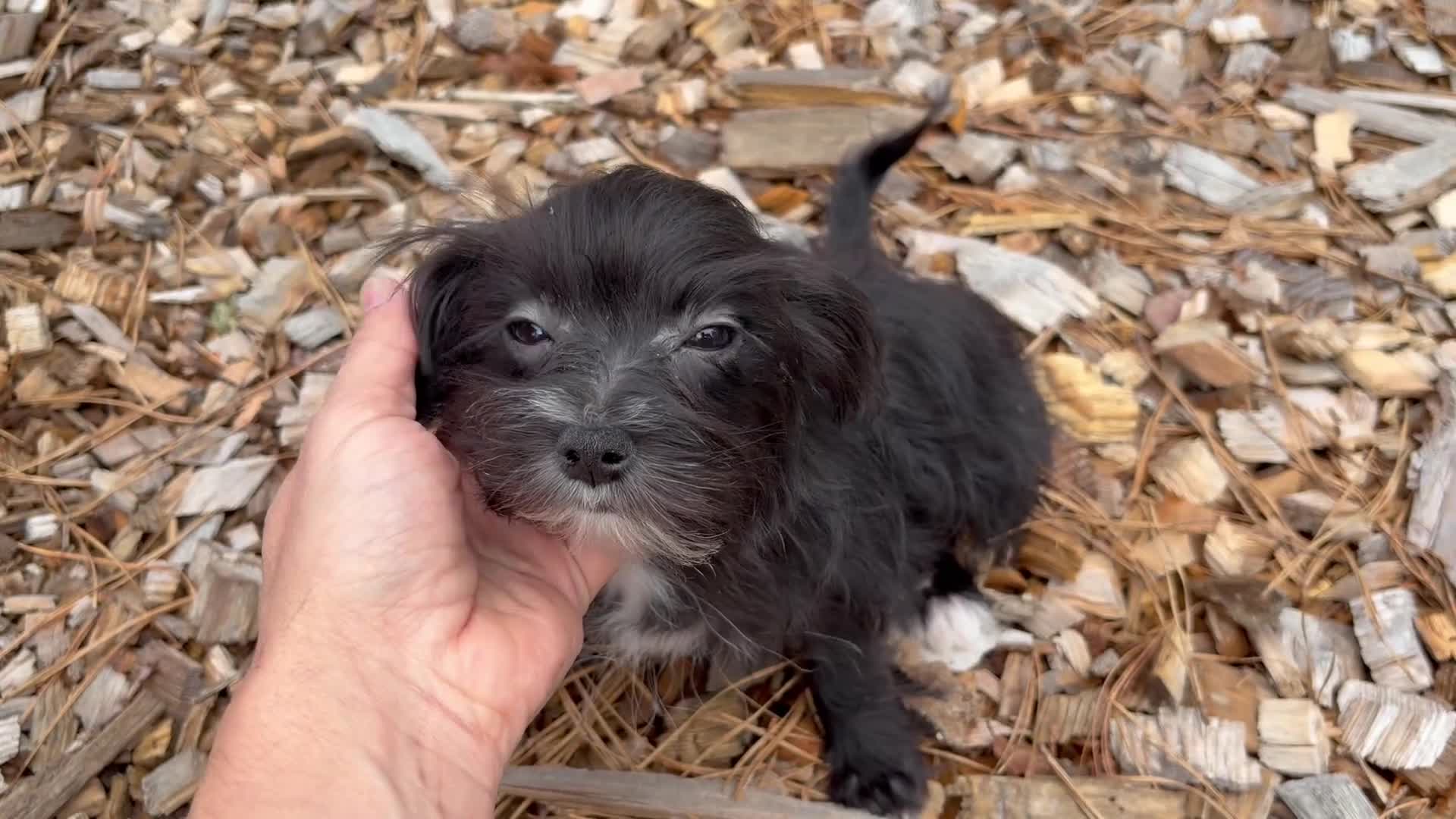 Morkie dogs for sale: Tara - Video 1
