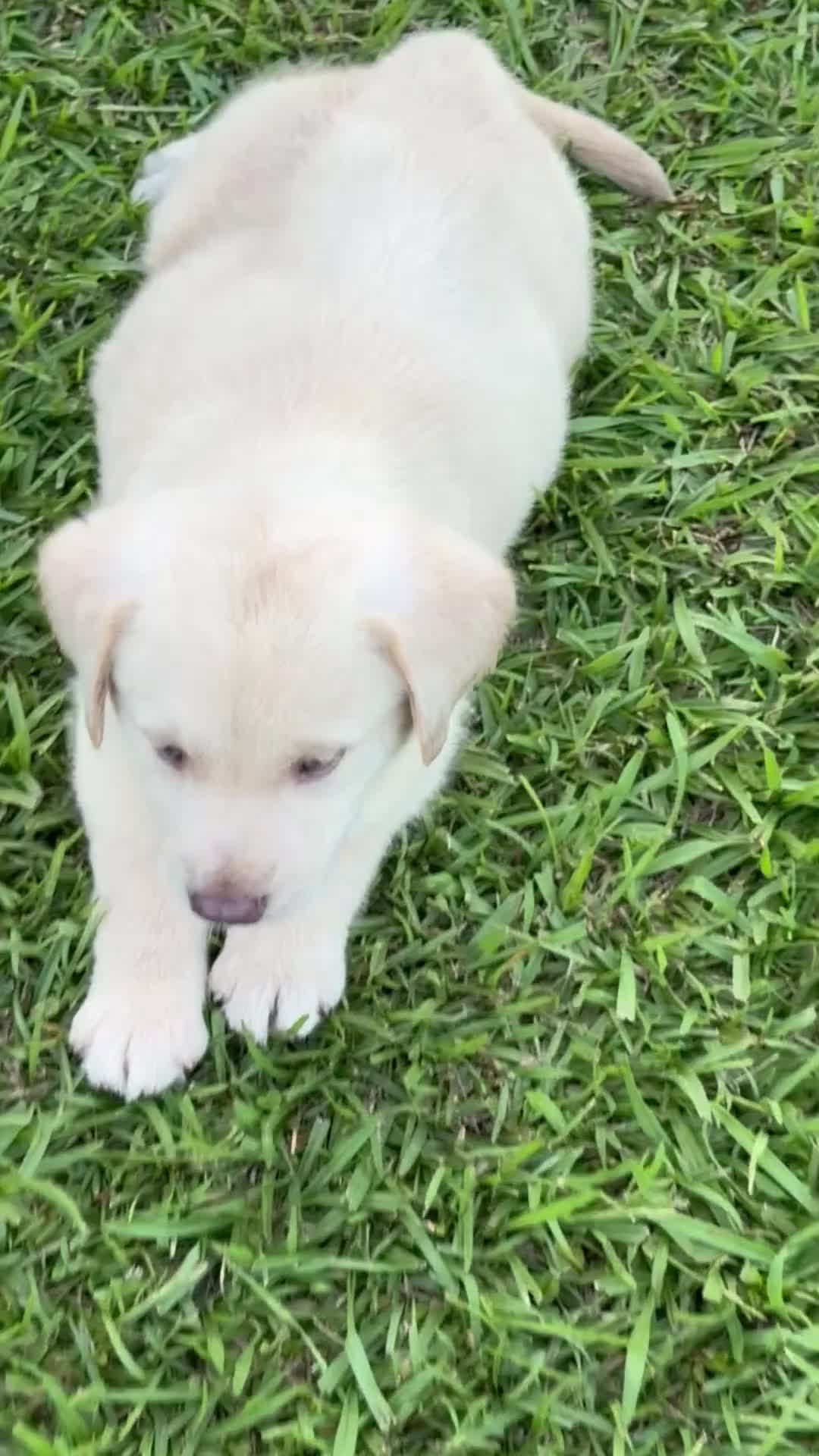 Labrador Retriever dogs for sale: Rivers - Video 1