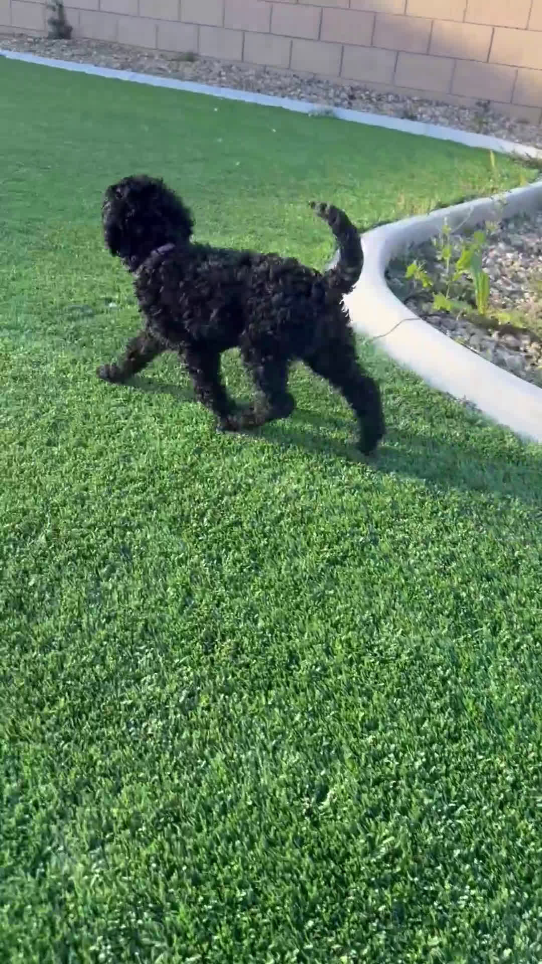 Goldendoodle dogs for sale: Goldendoodle Puppy 3 - Video 1