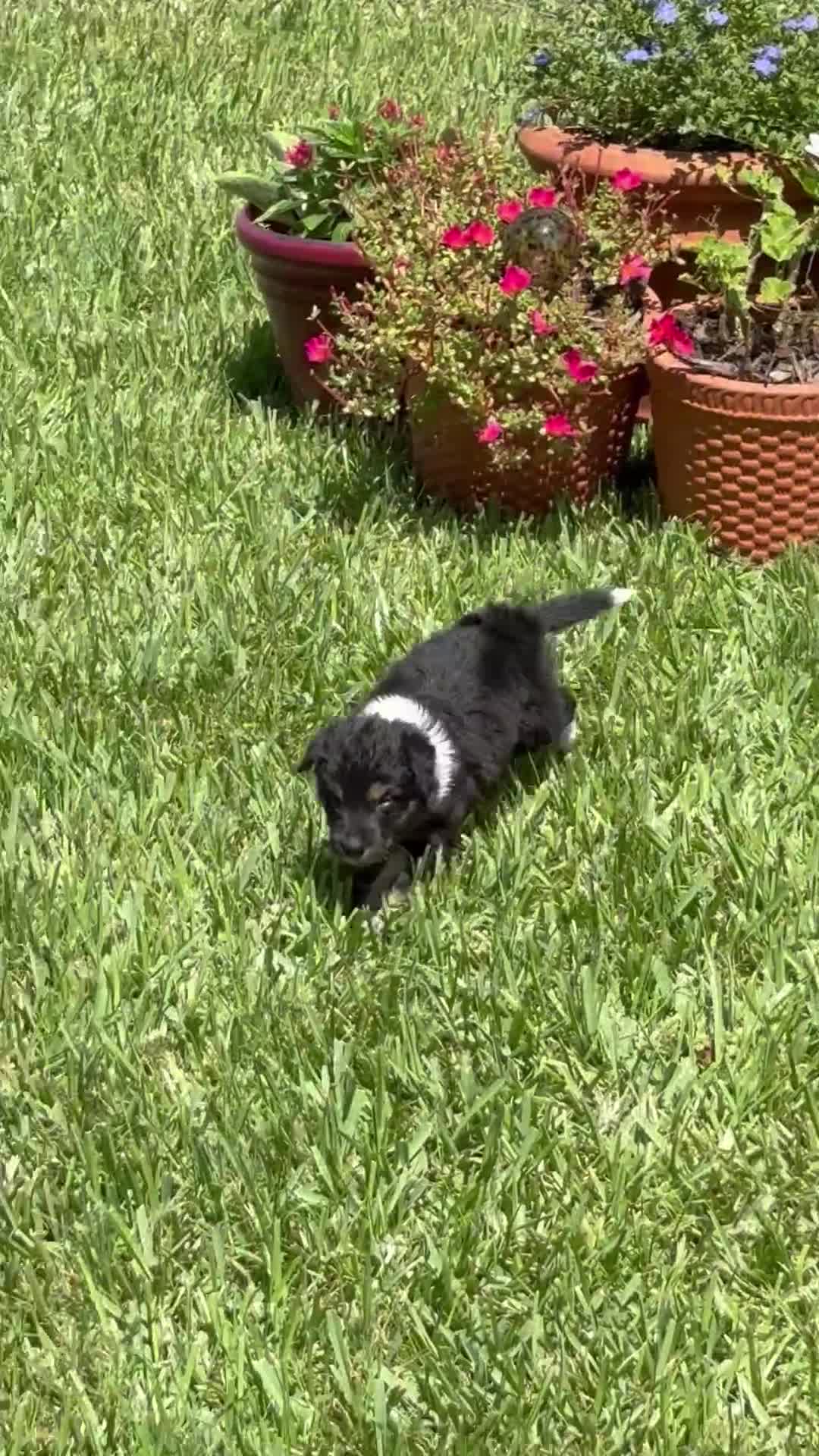 Mixed Breed dogs for sale: Saide  - Video 2
