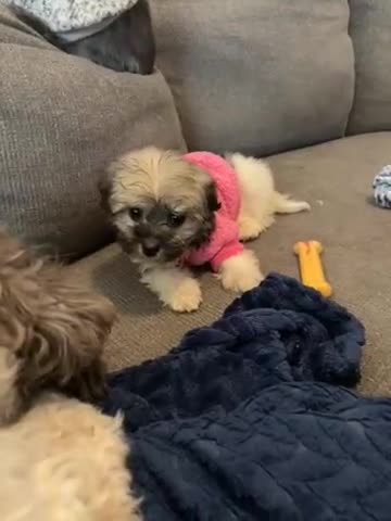 Havanese dogs for sale: Toy sized Luna - Video 1