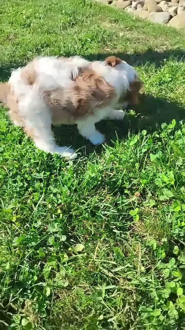 Cavapoo dogs for sale: Haley  - Video 2
