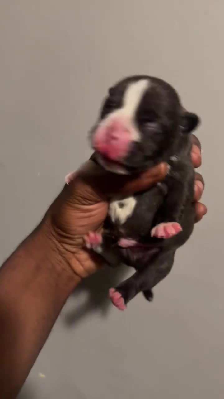 American Bully dogs for sale: American Bully 1 - Video 1