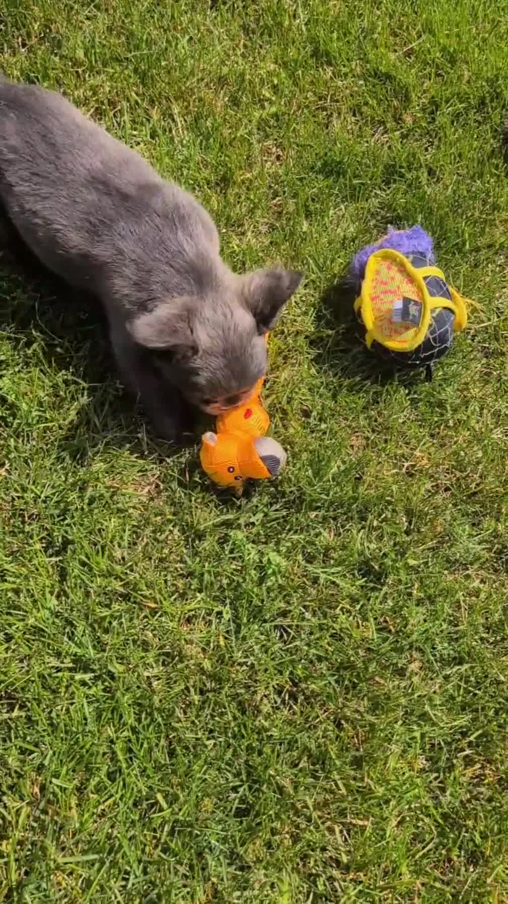French Bulldog dogs for sale: Elle - Video 1
