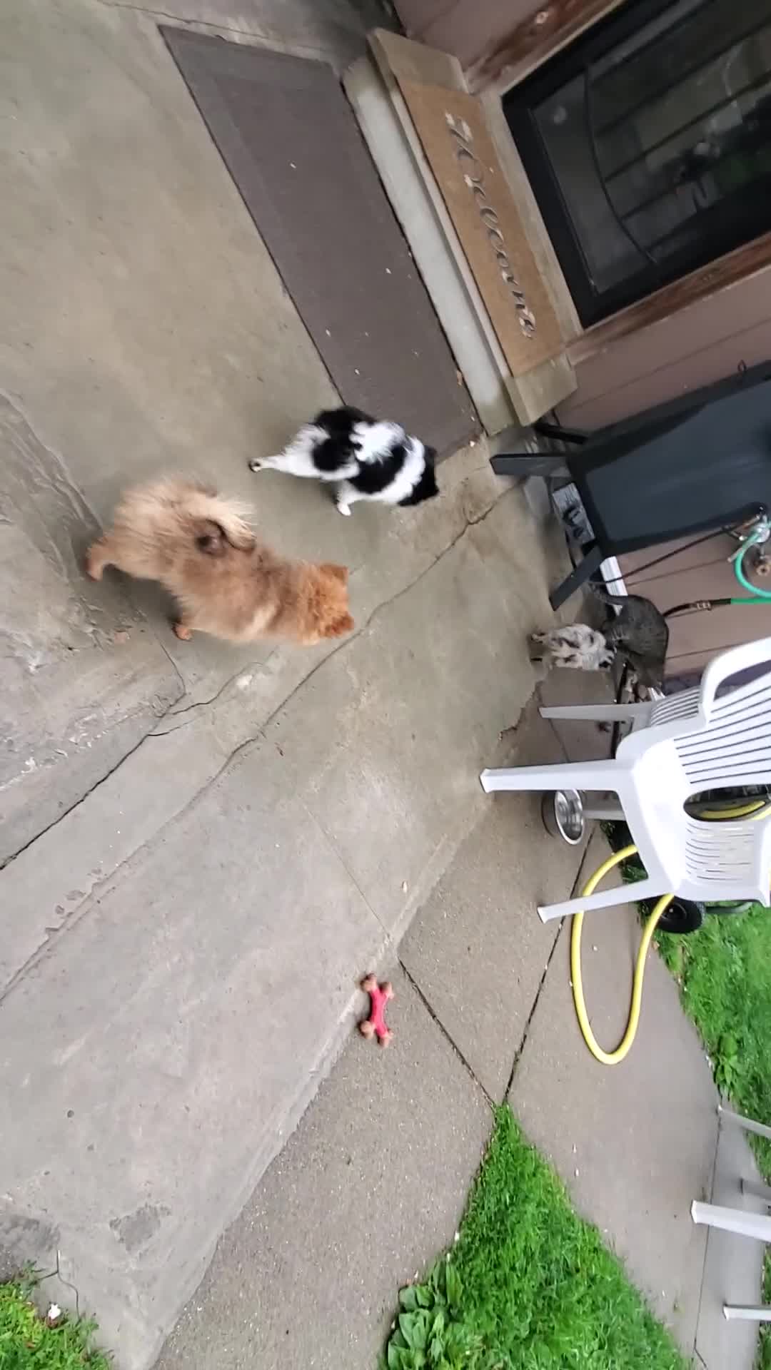Pomeranian dogs for sale: Lucky - Video 3