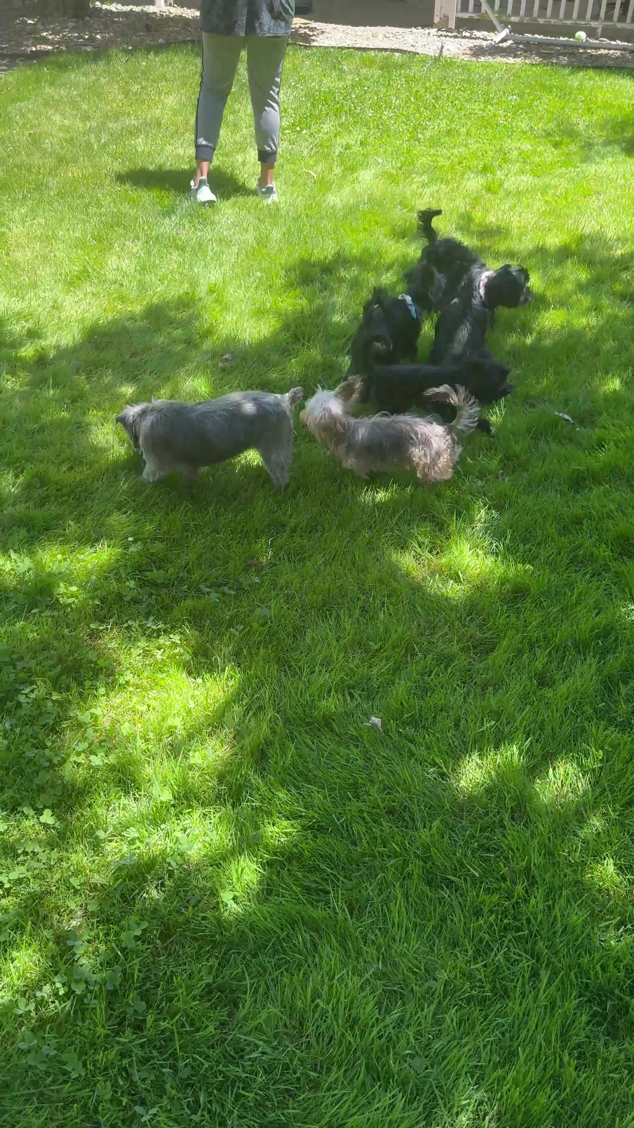 Mixed Breed dogs for sale: Brownie - Video 1