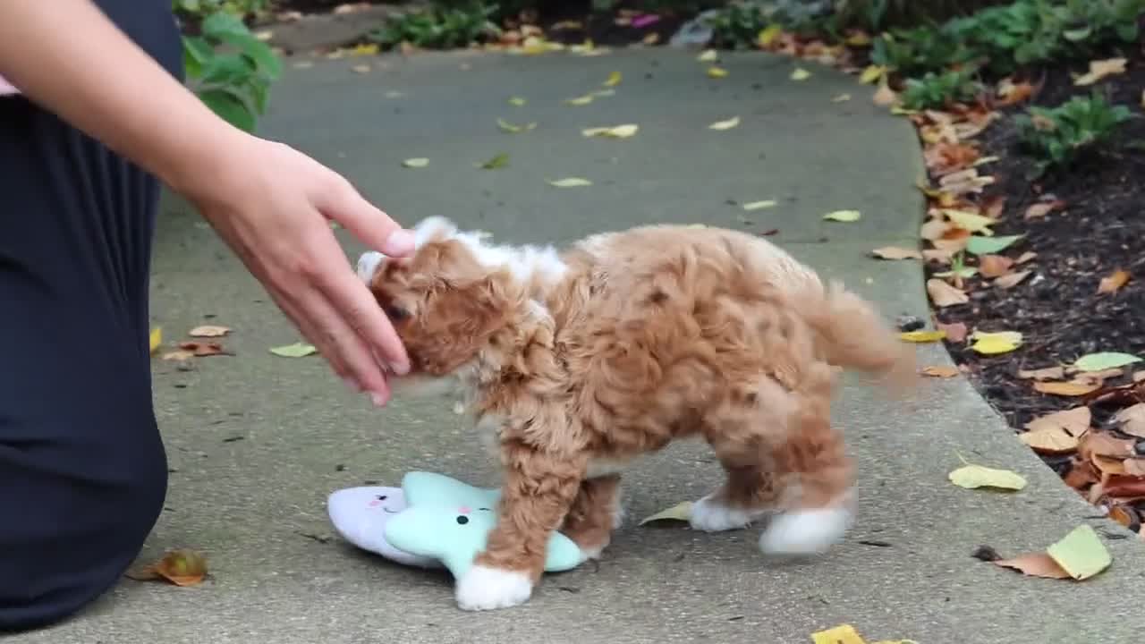 Cavapoo dogs for sale: Vivian - Video 1