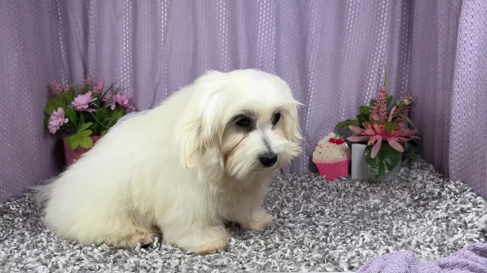 Mixed Breed dogs for sale: Mixed Breed 1 - Video 1