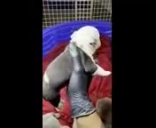 American Bully dogs for sale: Black-and-White - Video 1