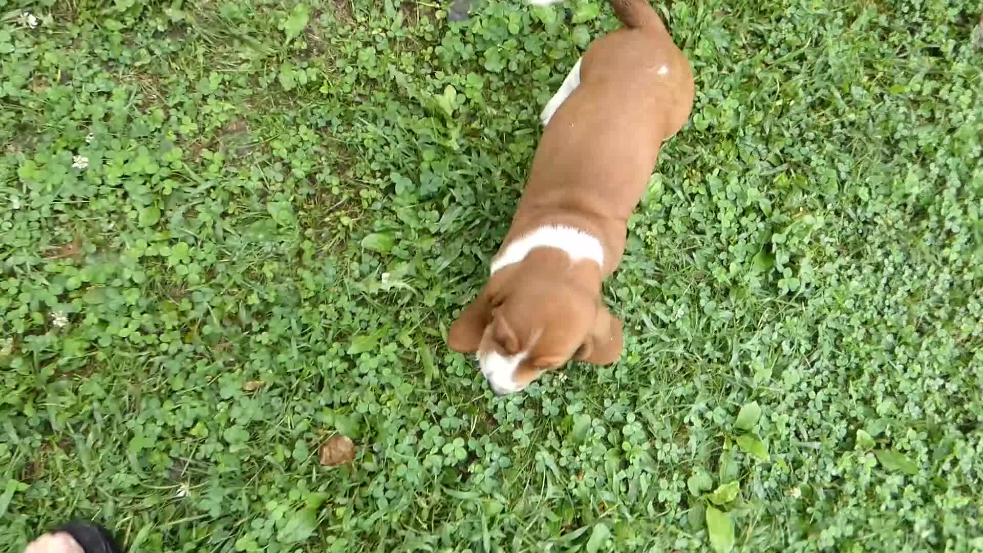 Basset Hound dogs for sale: Basset Hound 1 Rusty - Video 1
