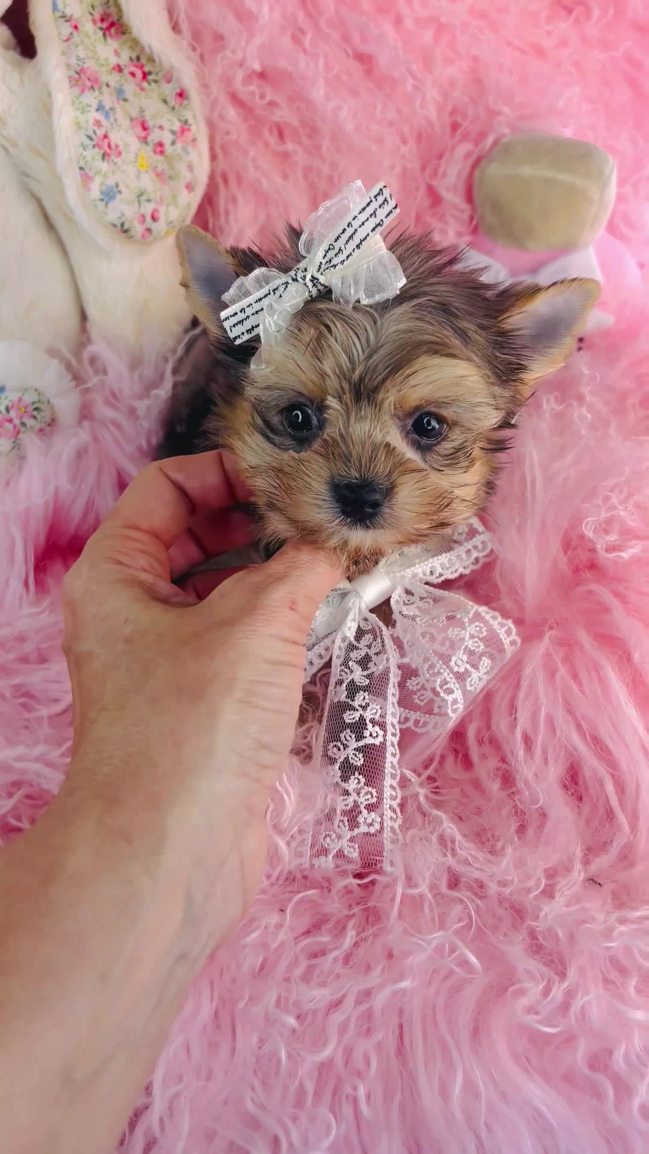 Yorkshire Terrier dogs for sale: Teacup Merle Yorkshire Terrier  - Video 1