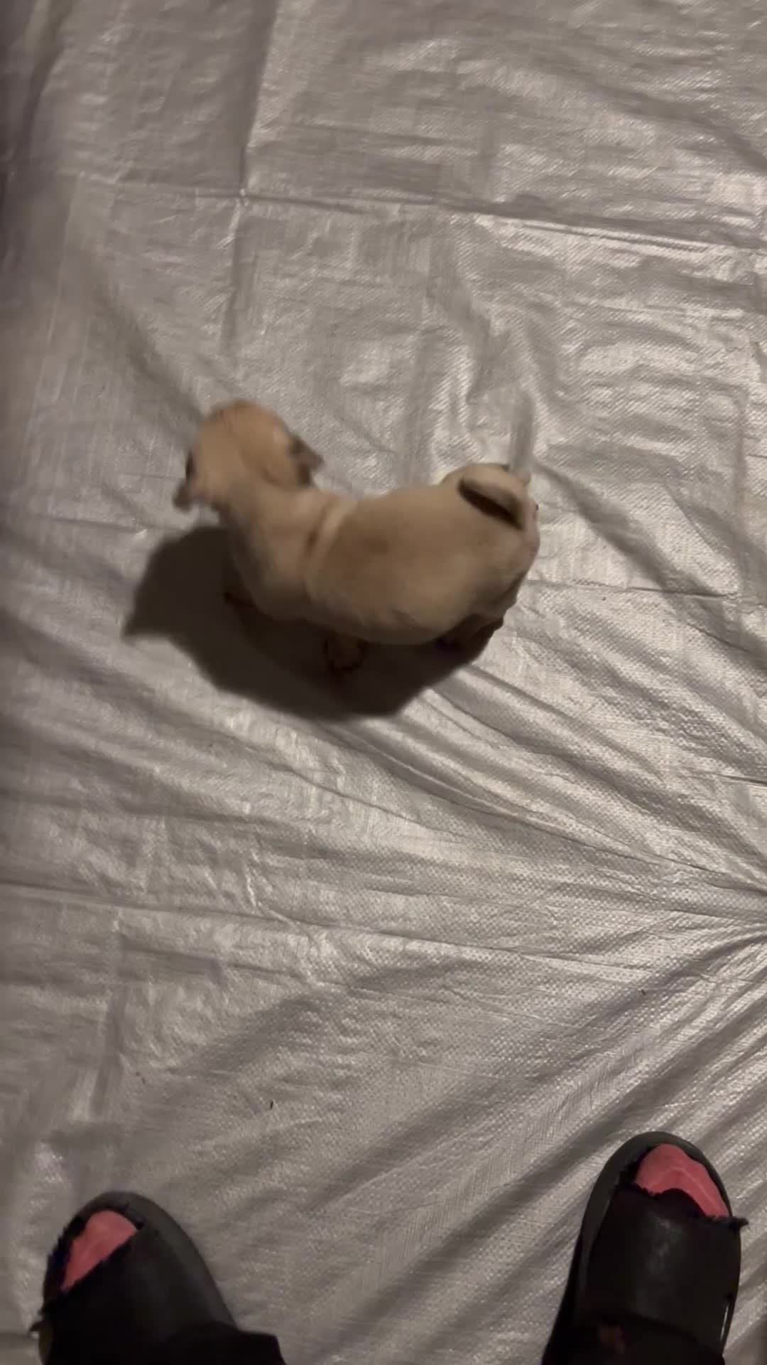 Pug dogs for sale: Pug Puppy 1 - Video 1
