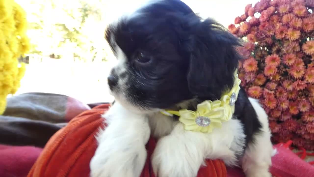 Shih Tzu dogs for sale: Shih Tzu 3 Leon - Video 1